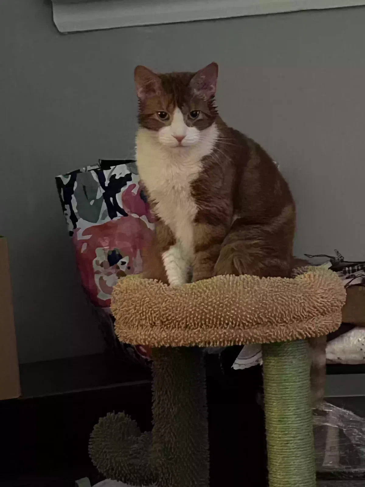 Lost cat in Grand Rapids, MI, 49503