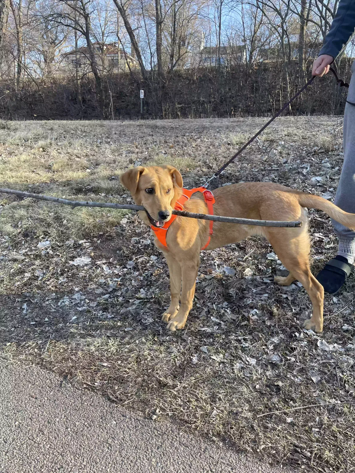 Lost dog in Stoughton, WI, 53589