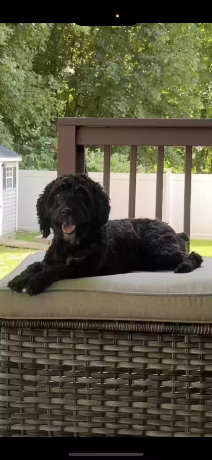 Lost dog in Worcester, MA, 1603
