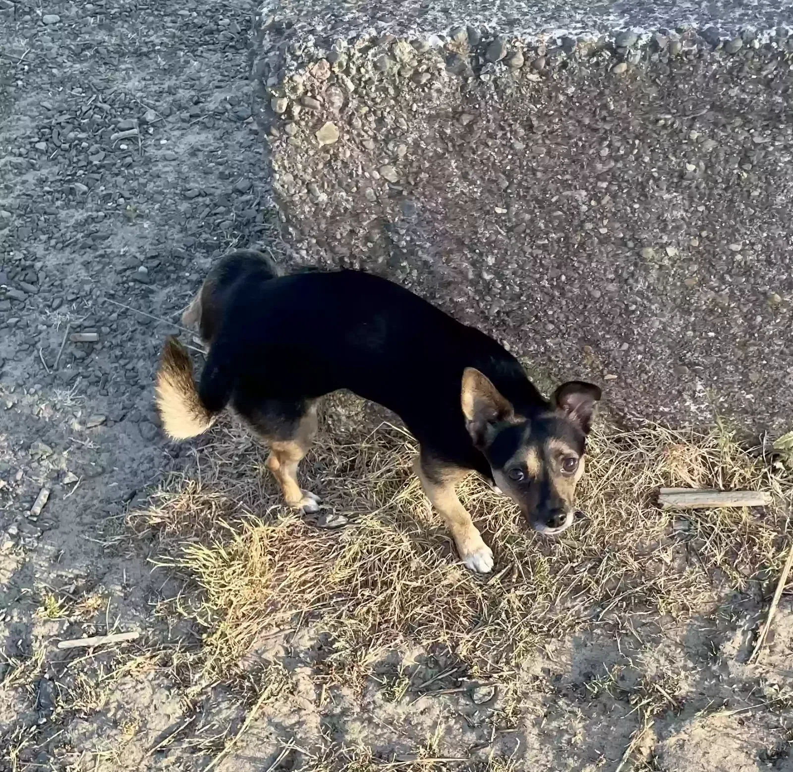 Lost dog in Vancouver, WA, 98660