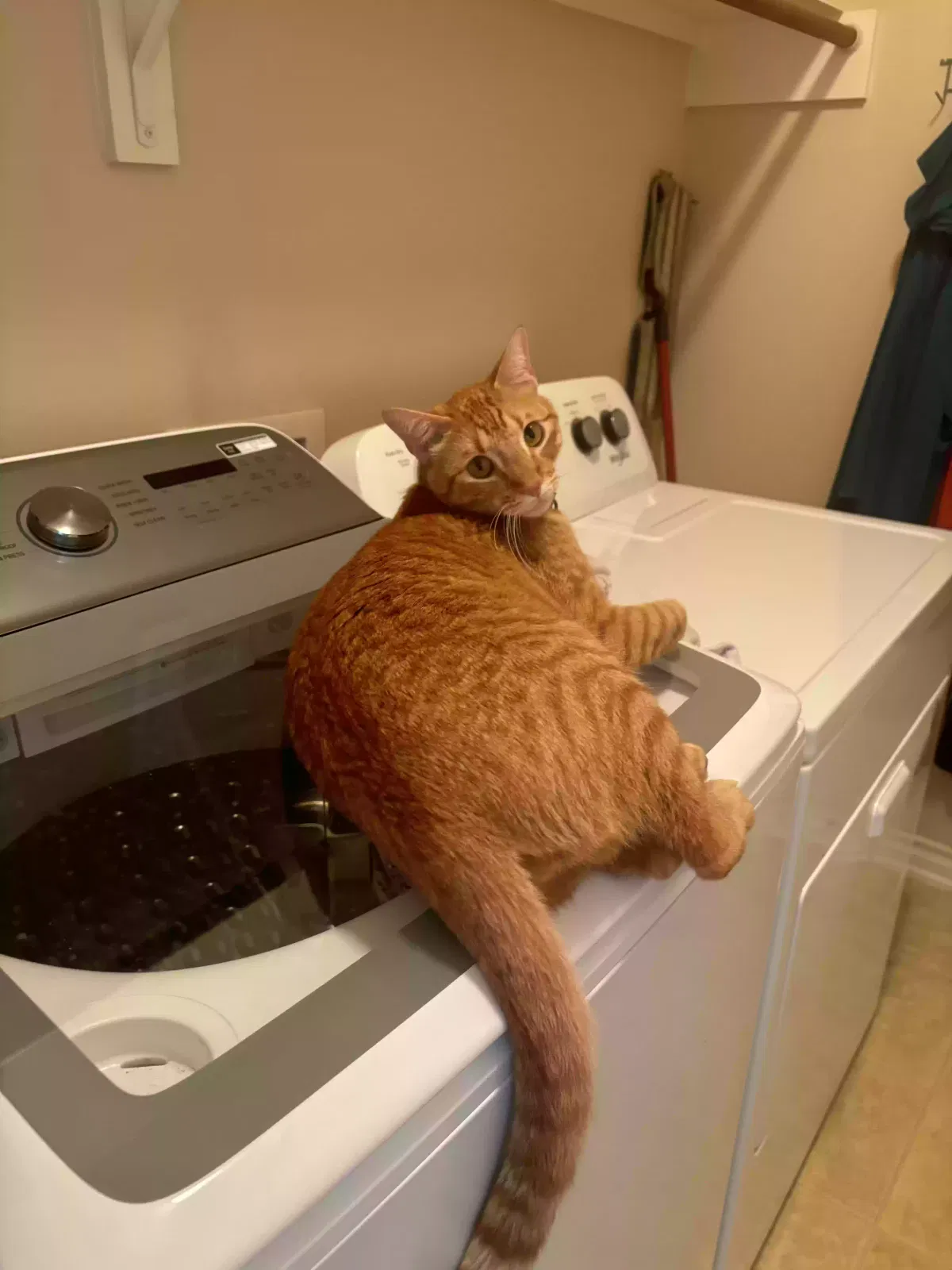 Lost cat in Mckinney, TX, 75071