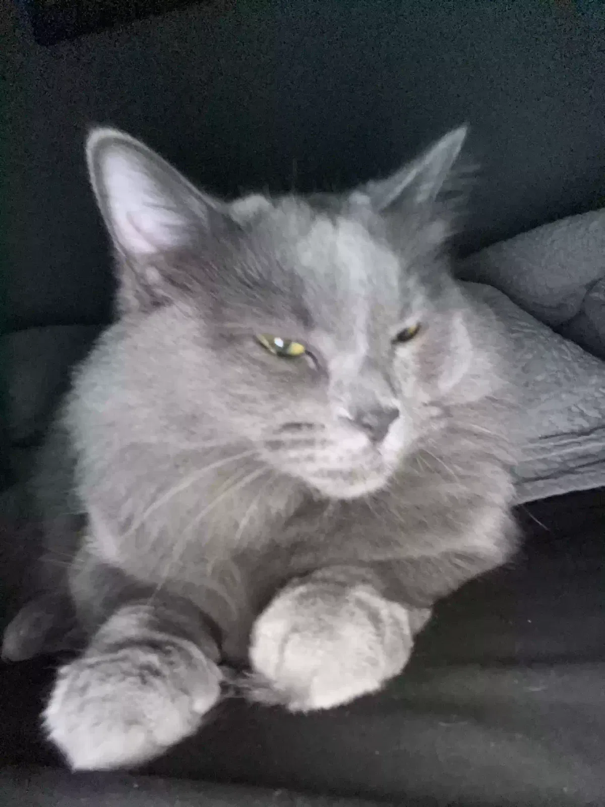 Lost cat in Chicago, IL, 60647