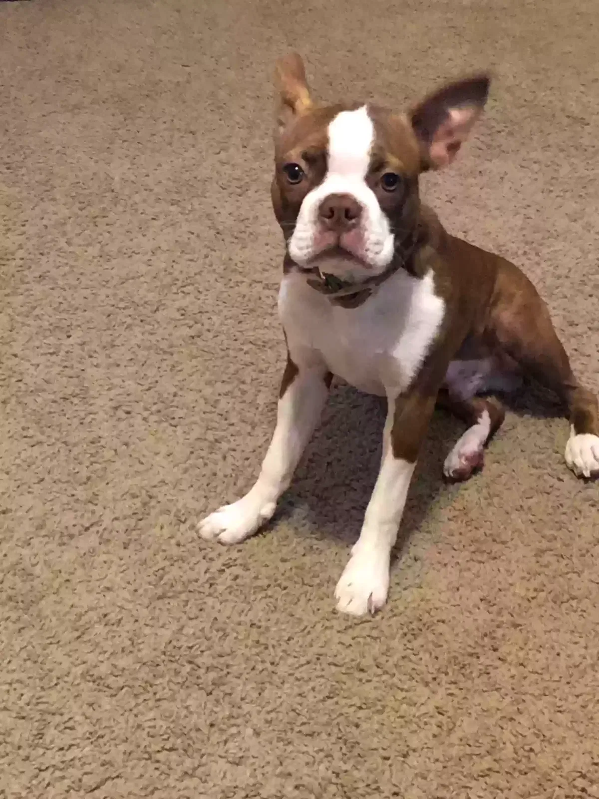 Lost dog in Hutto, TX, 78634