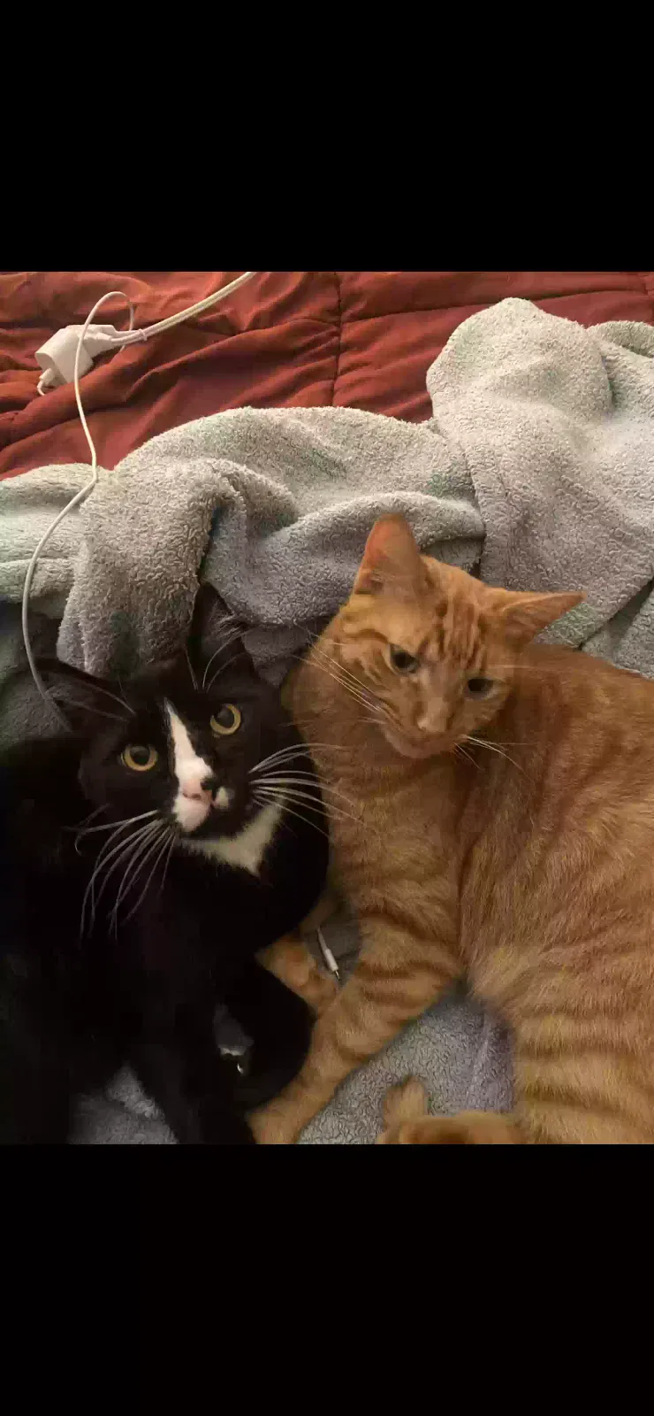 Lost cat in Portland, OR, 97217