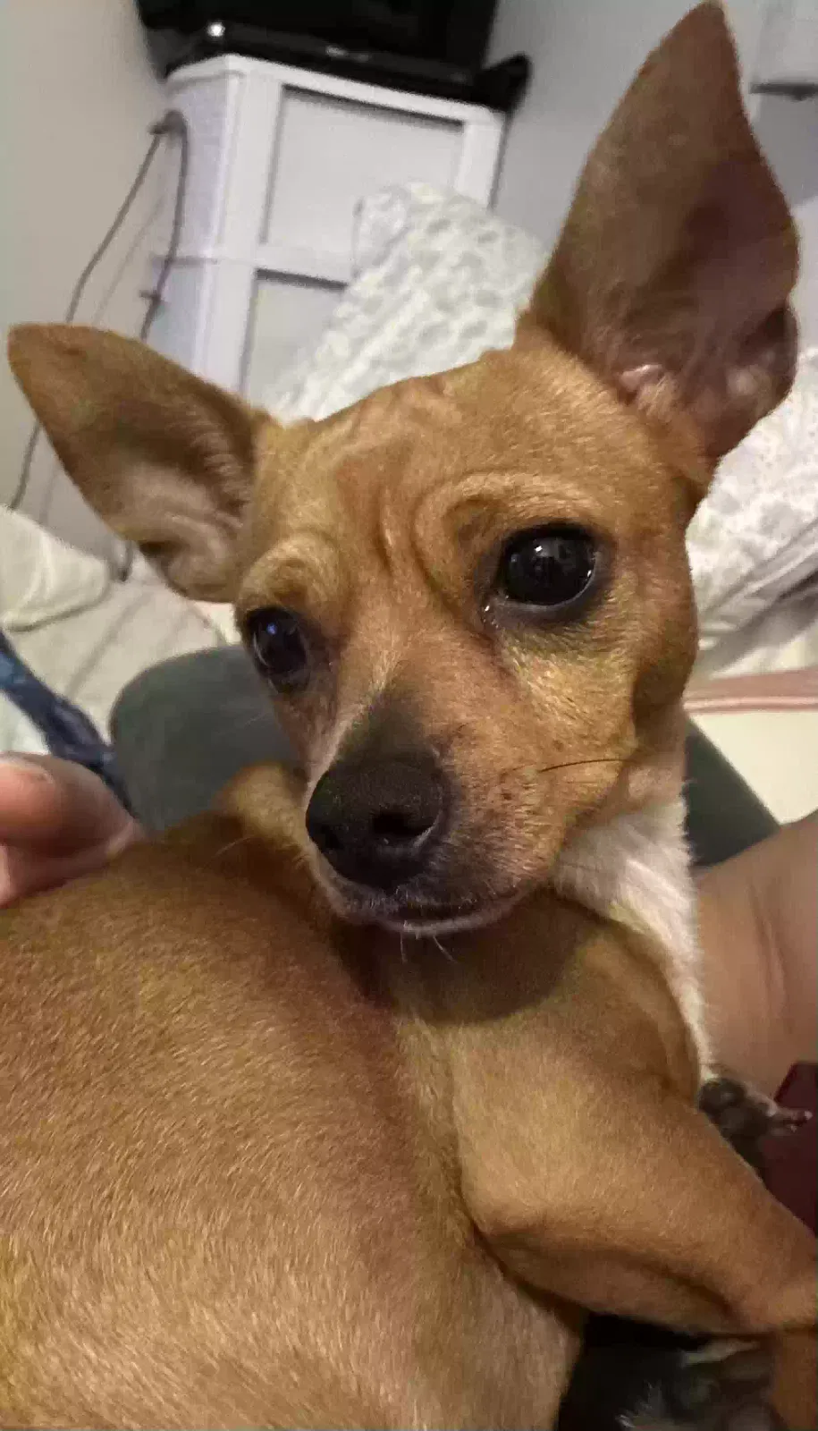 Lost dog in Orlando, FL, 32822