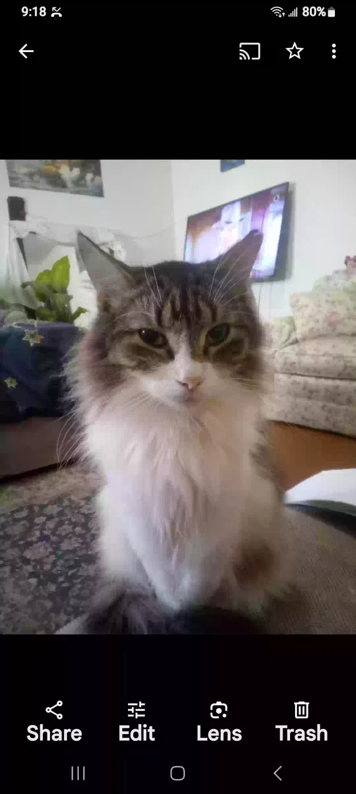 Lost cat in Wilkes Barre, PA, 18702