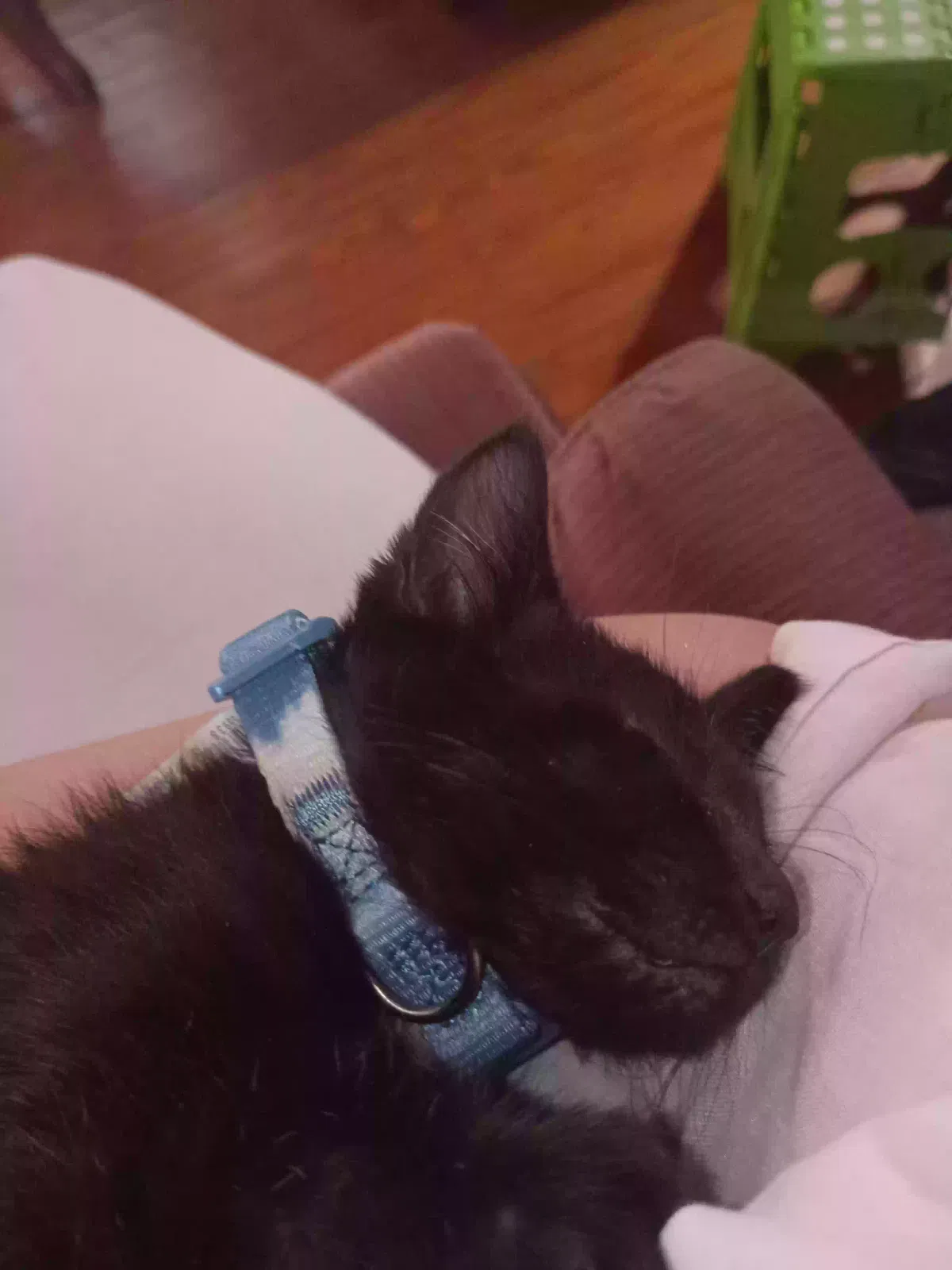 Lost cat in Indianapolis, IN, 46227