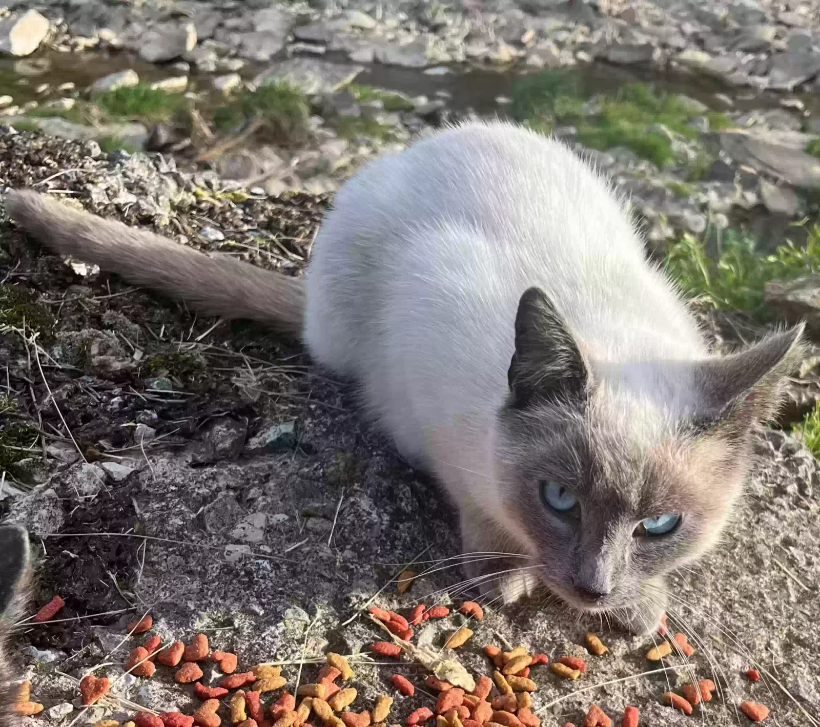Lost cat in Flemingsburg, KY, 41041
