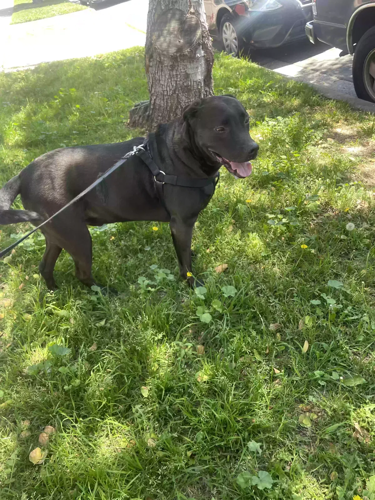 Found dog in Los Angeles, CA, 90031