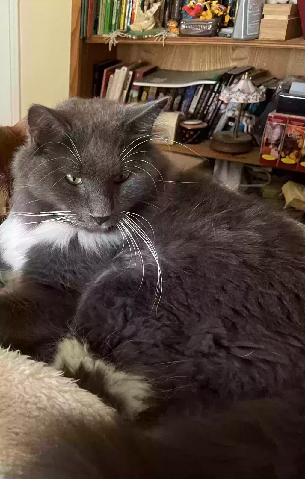 Lost cat in Baytown, TX, 77521