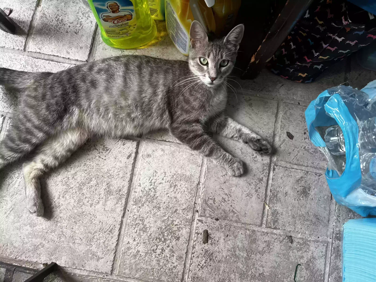 Lost cat in Baytown, TX, 77521