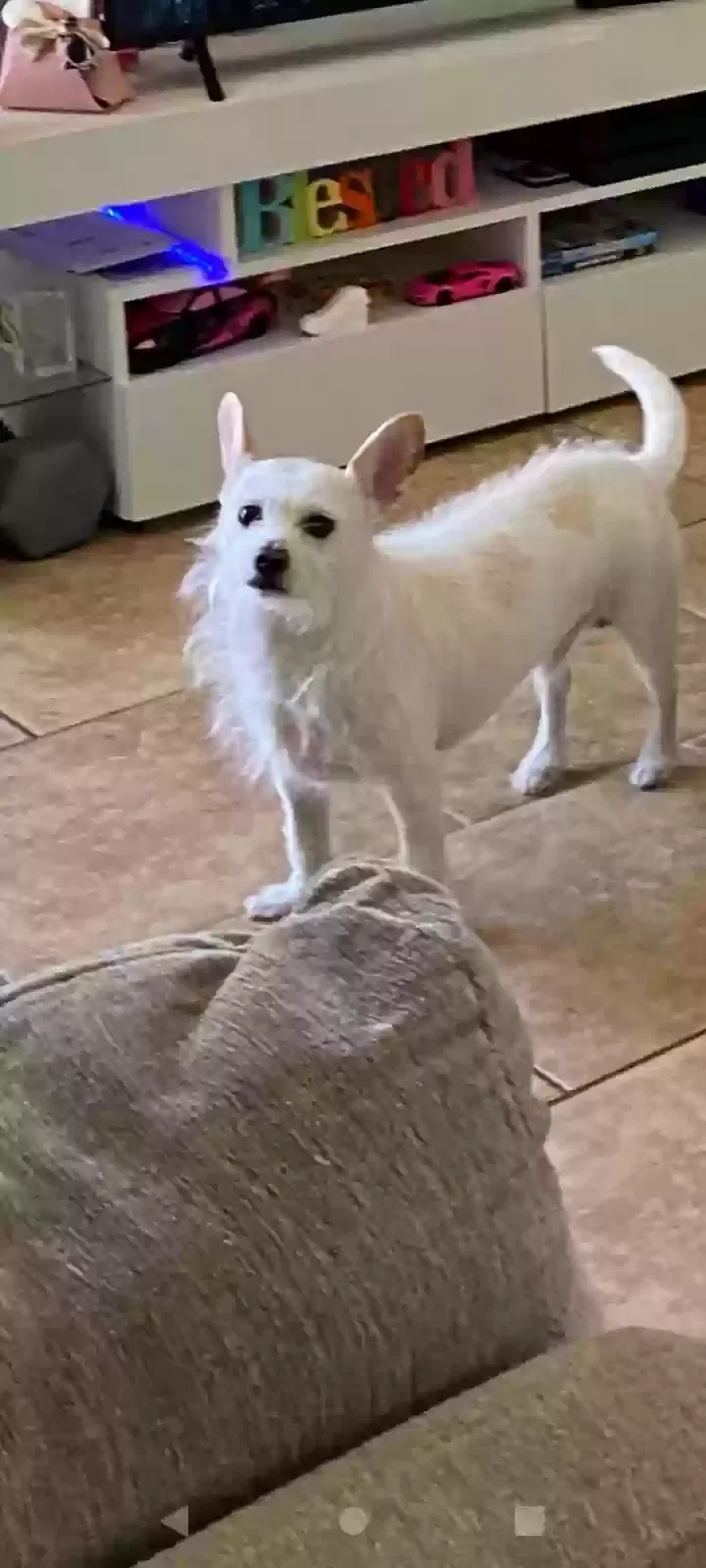 Lost dog in Bakersfield, CA, 93305