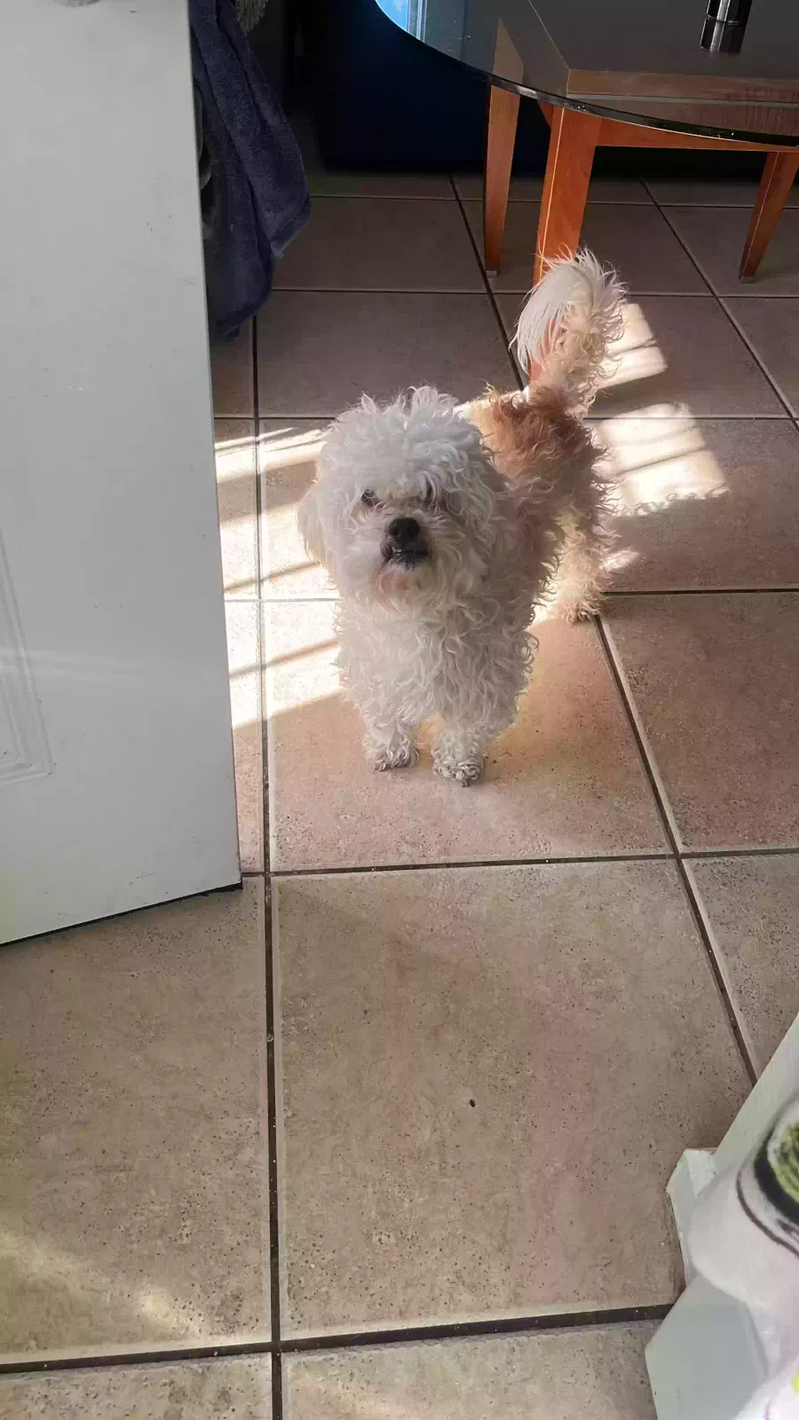 Lost dog in San Diego, CA, 92105
