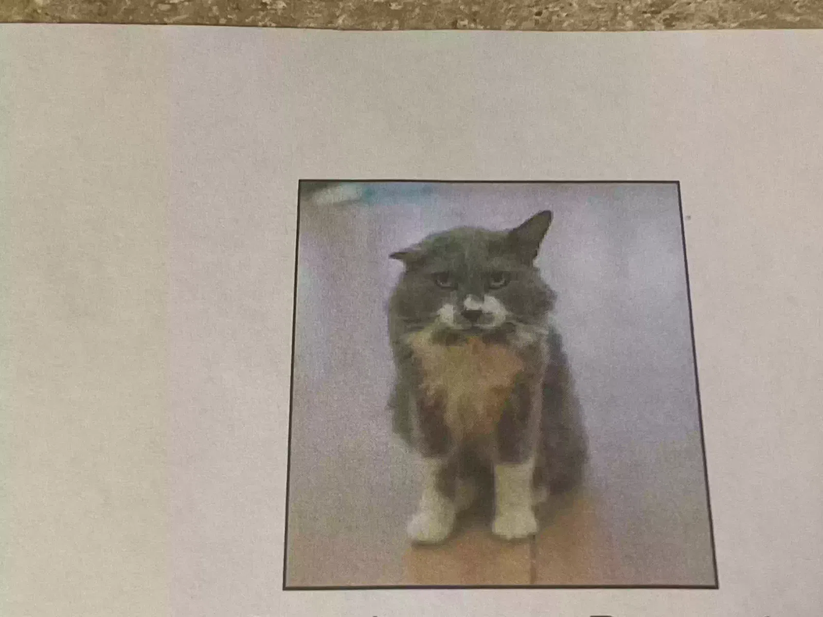 Lost cat in Kennewick, WA, 99336
