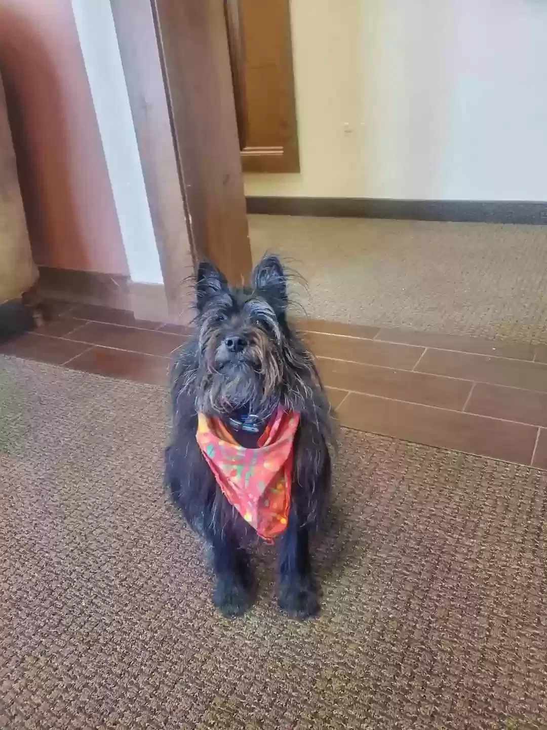 Lost dog in Mount Hood Parkdale, OR, 97041