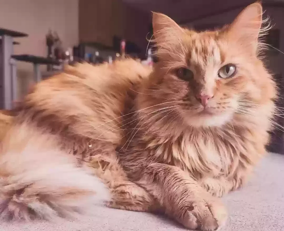 Lost cat in Killeen, TX, 76543
