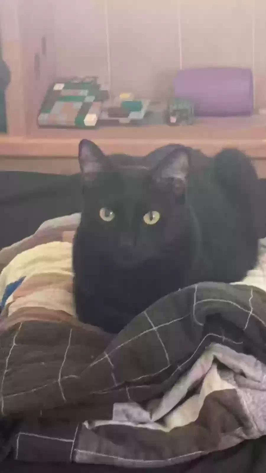 Lost cat in Fulton, MO, 65251