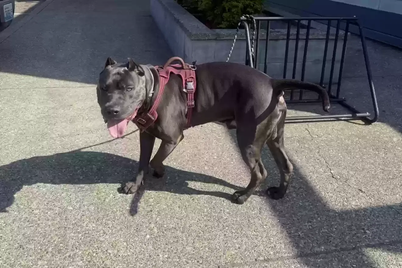 Lost dog in Bremerton, WA, 98312