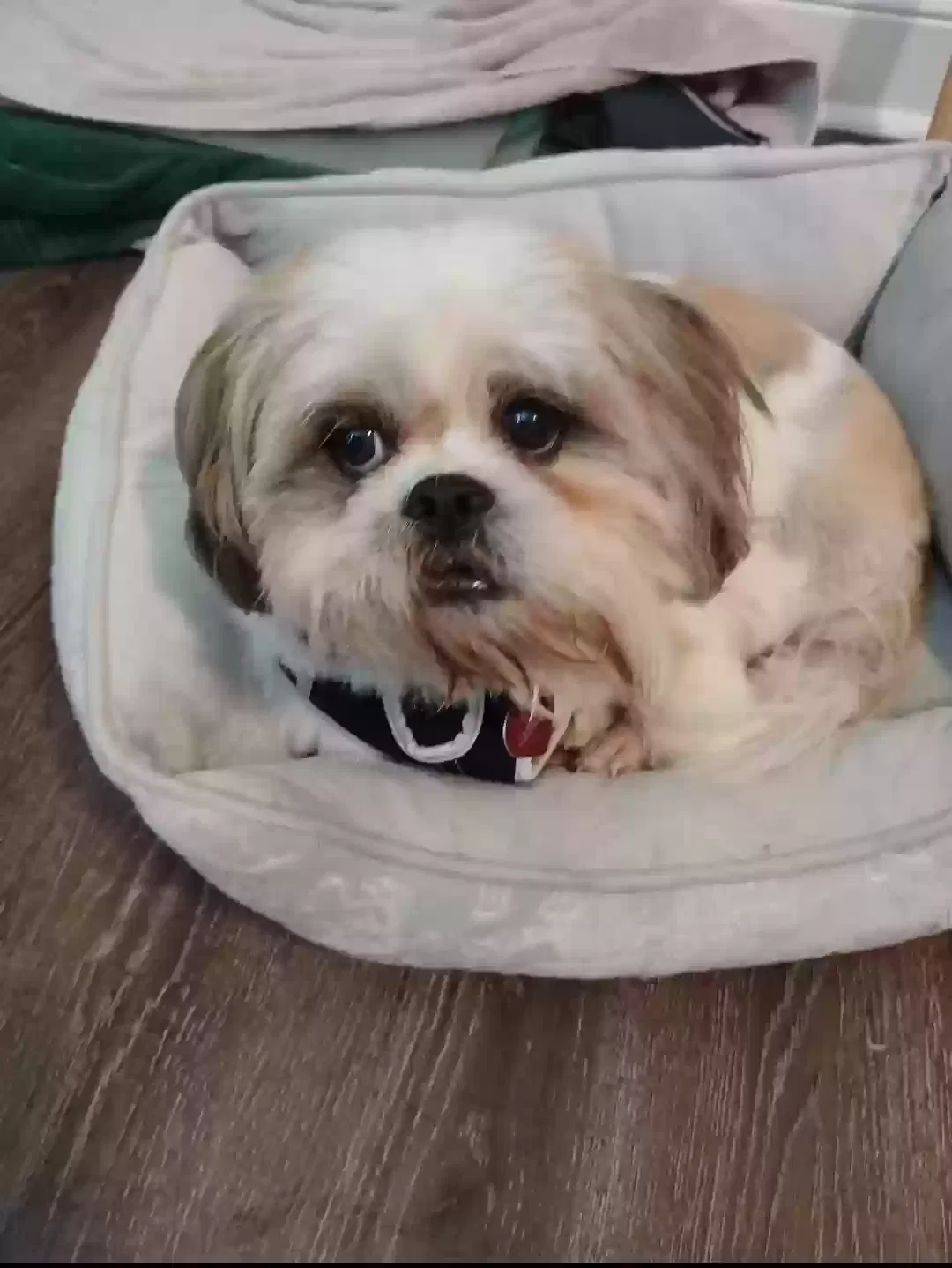 Lost dog in Callahan, FL, 32011