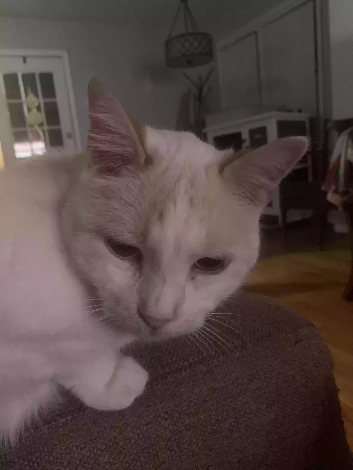 Lost cat in Columbia, SC, 29209