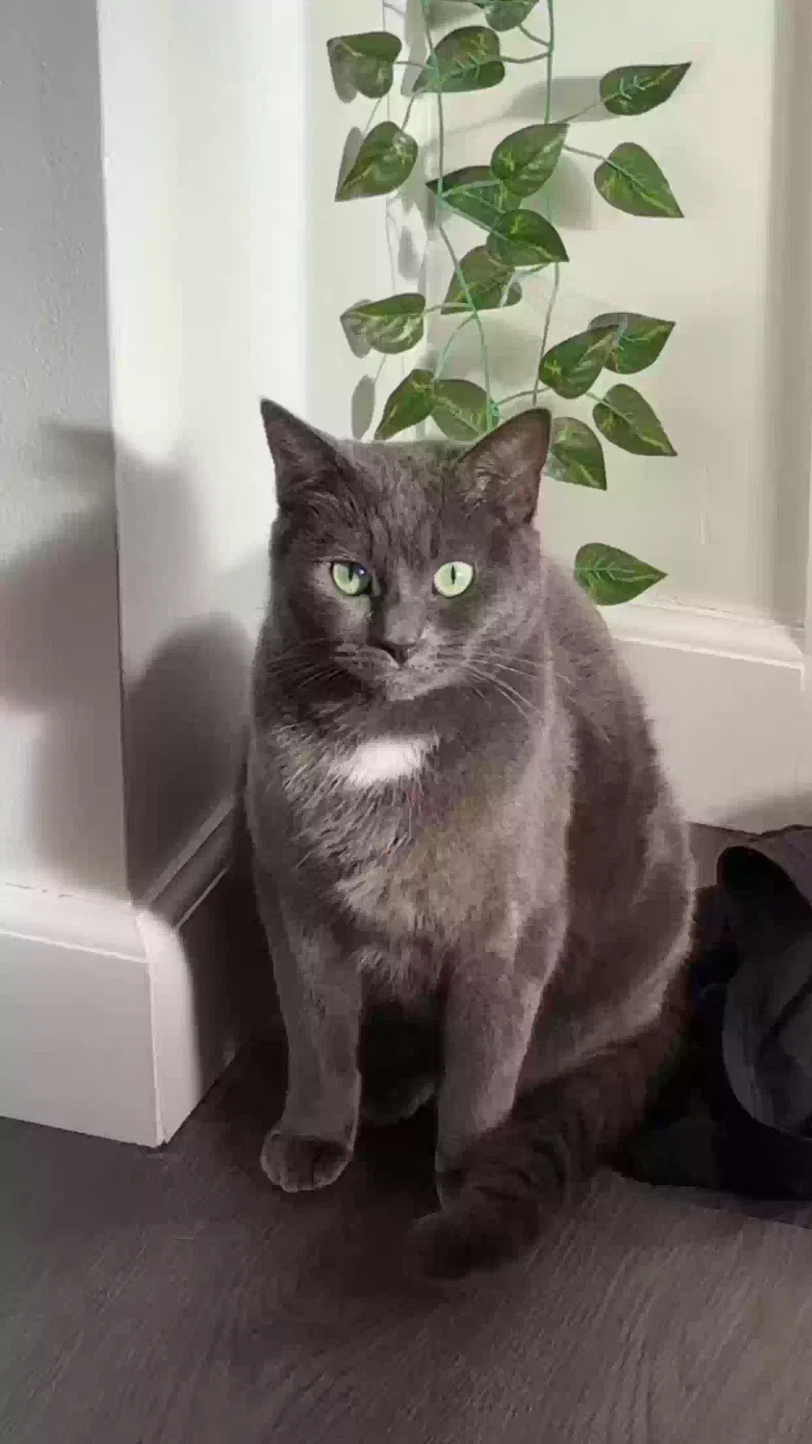 Lost cat in Van Nuys, CA, 91406