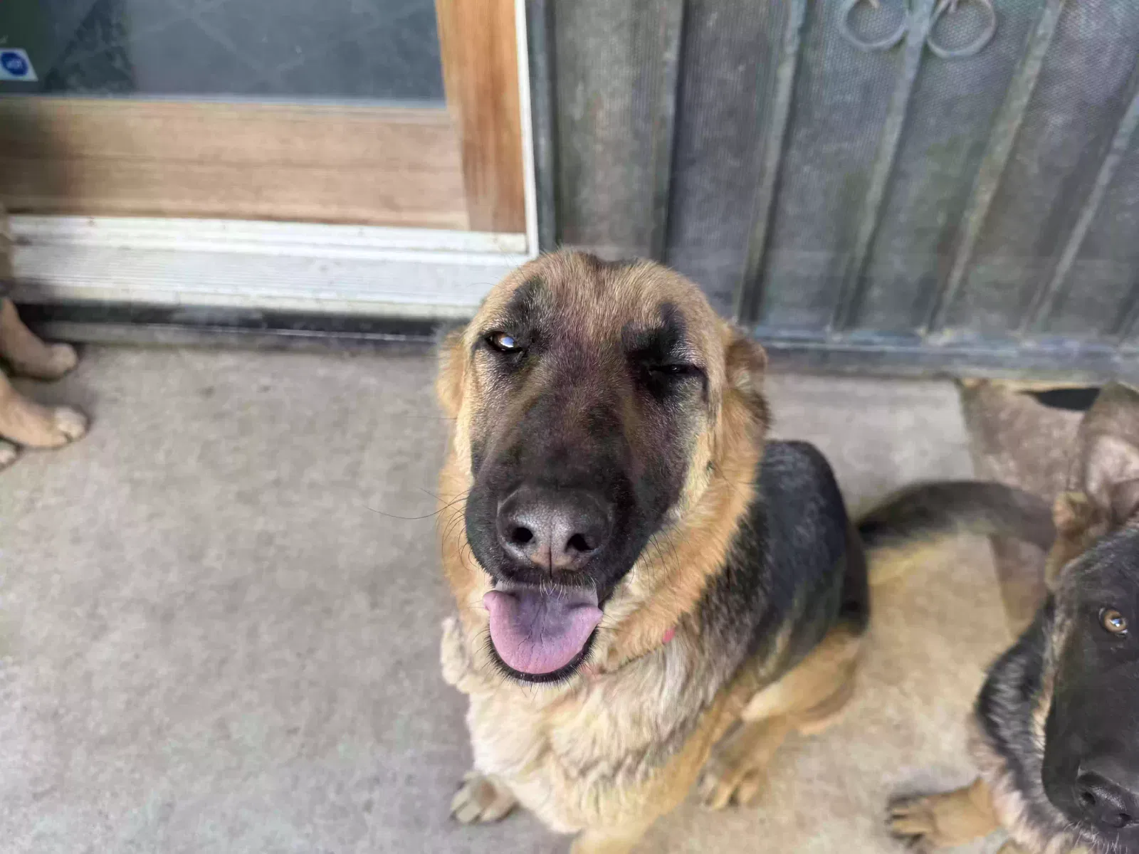 Lost dog in Apple Valley, CA, 92308