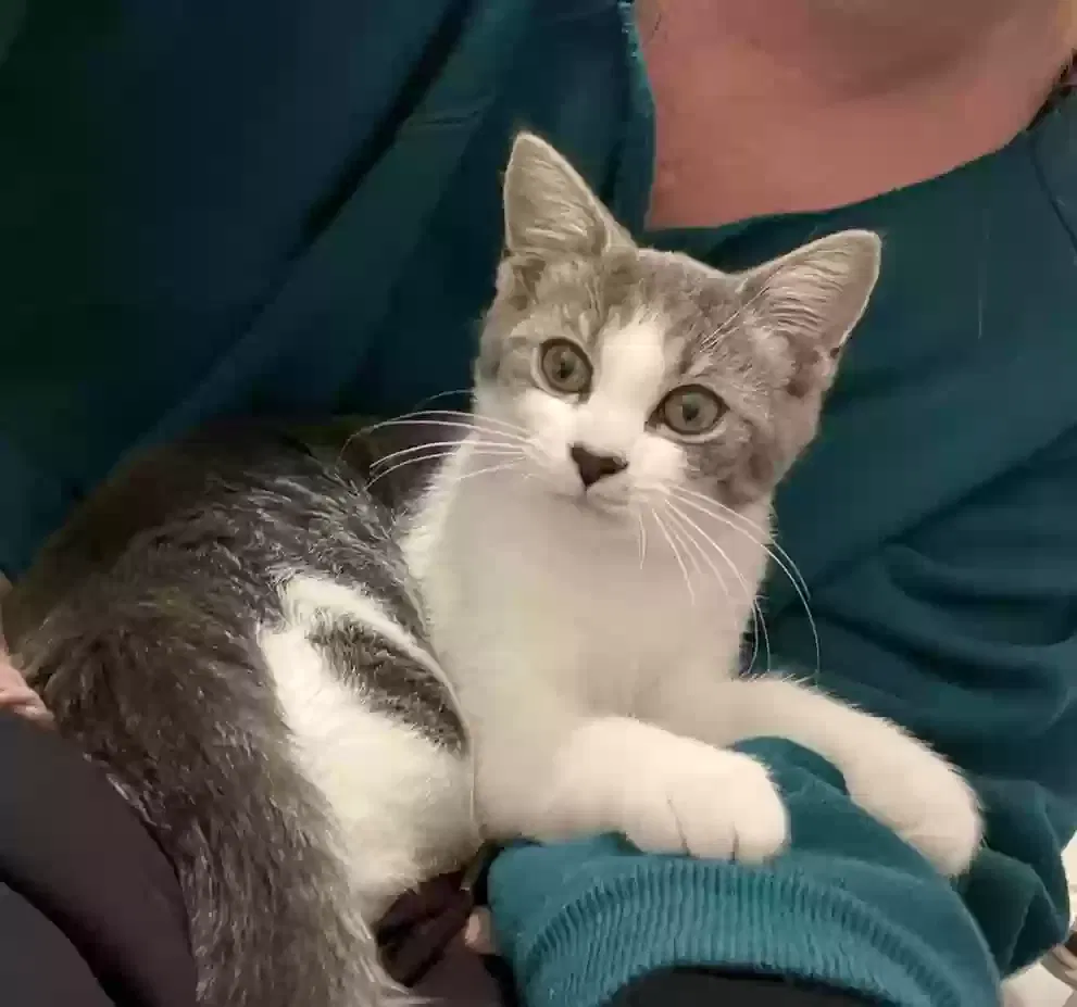 Lost cat in Arden, NC, 28704