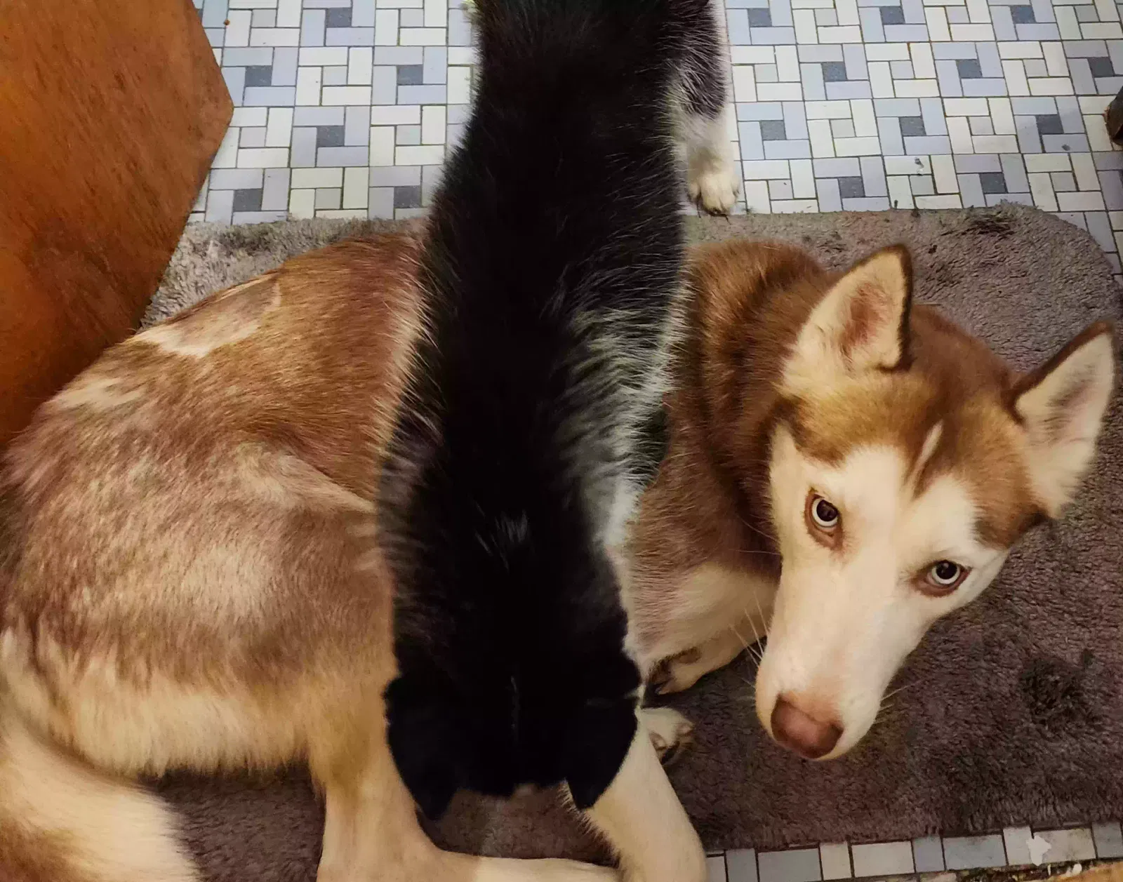 Lost dog in Redford, MI, 48239