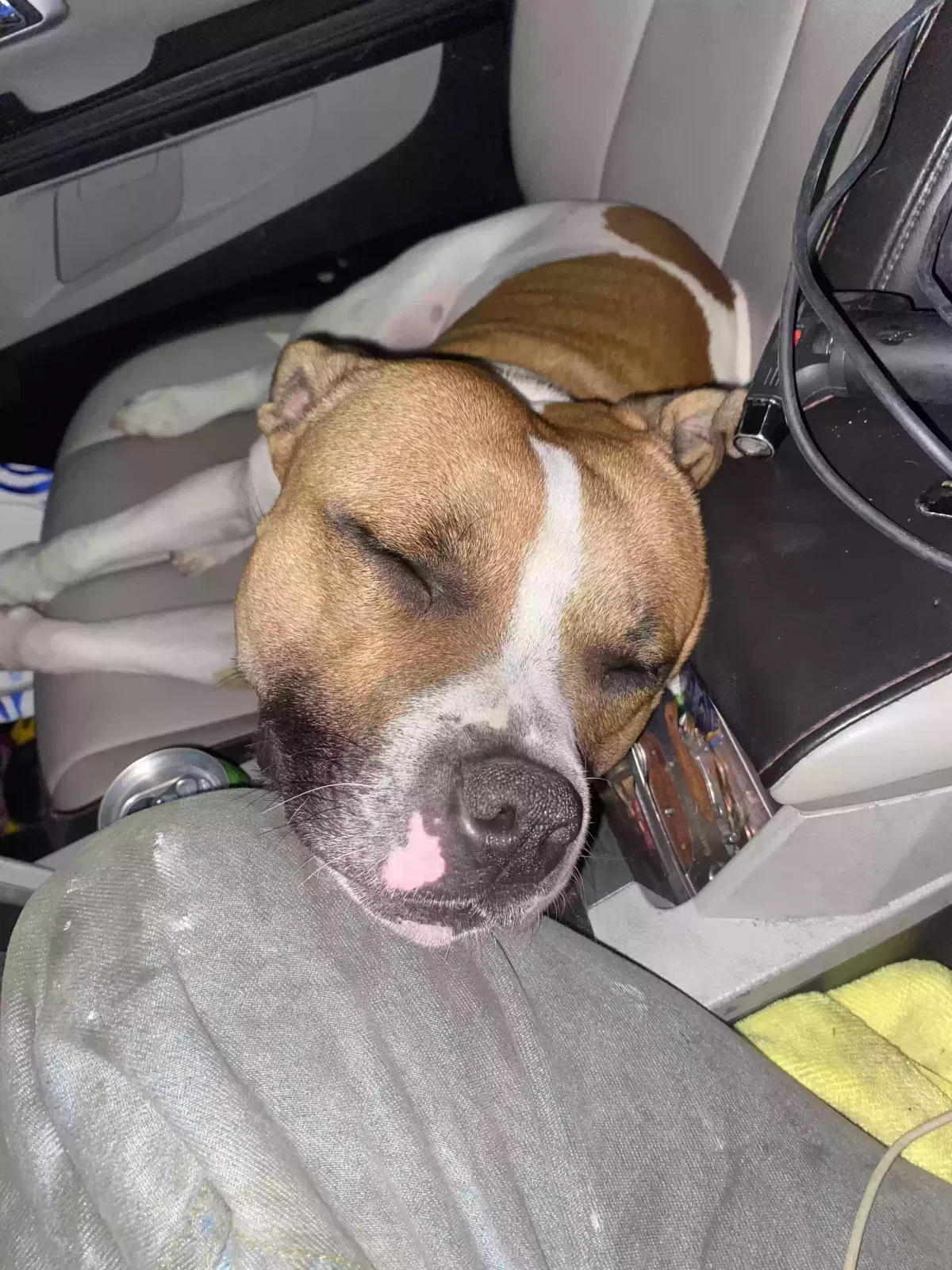 Lost dog in Indianapolis, IN, 46225