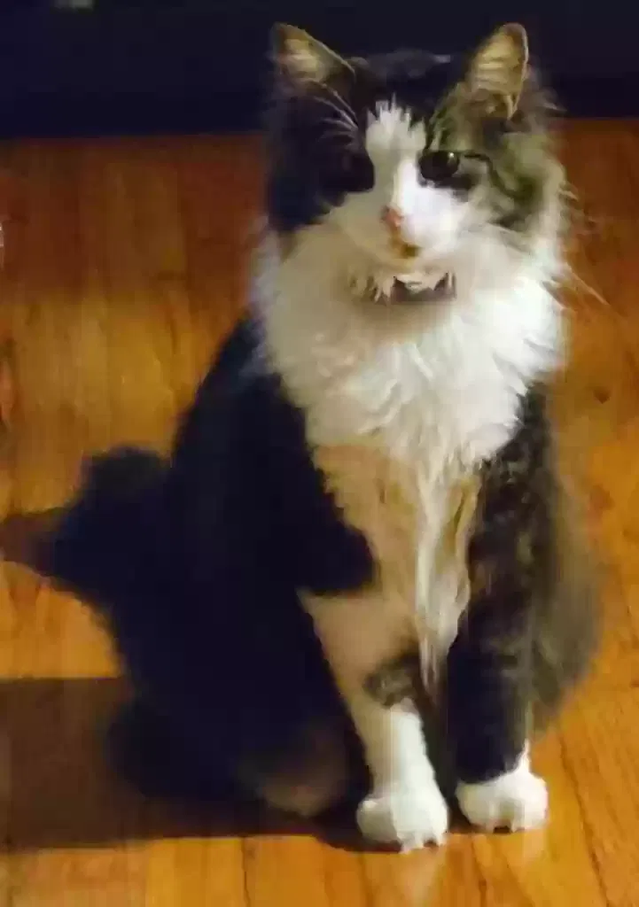 Lost cat in North Olmsted, OH, 44070