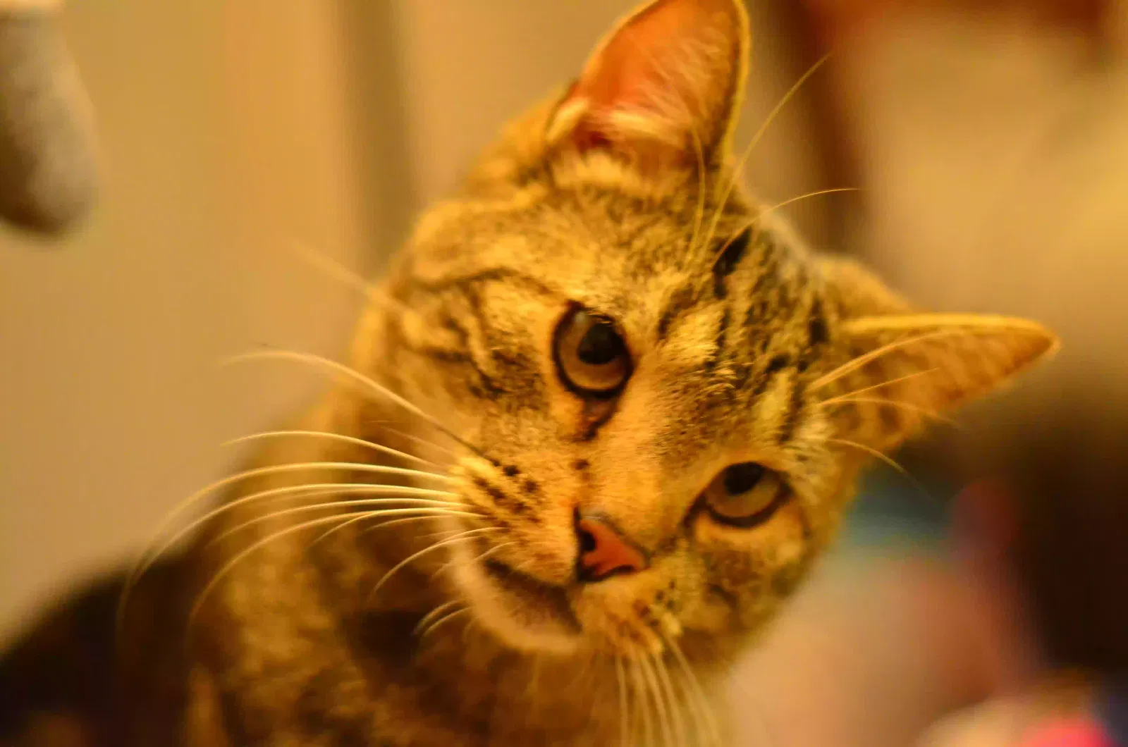 Lost cat in Souderton, PA, 18964