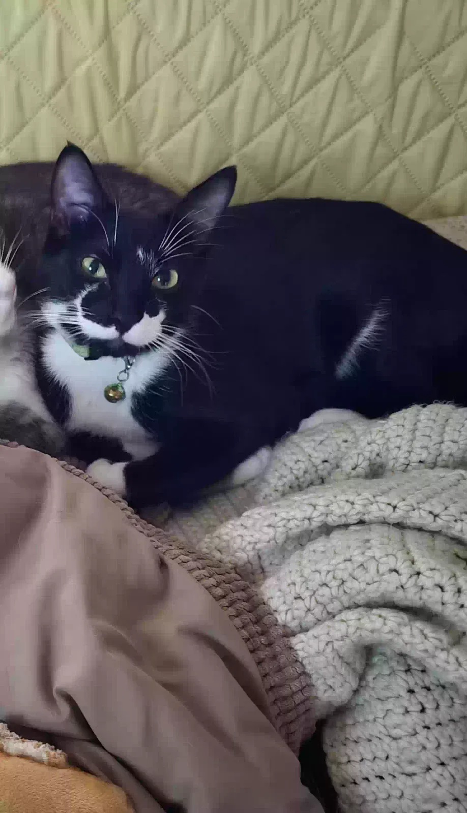 Lost cat in Spokane, WA, 99224