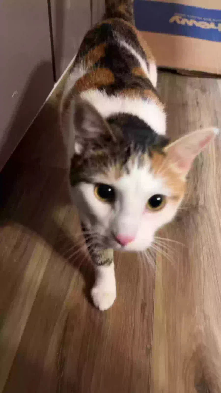 Lost cat in Saint Paul, MN, 55129
