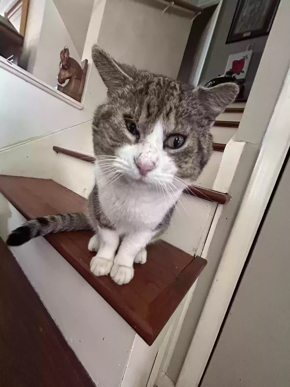 Lost cat in Saint Charles, IL, 60174