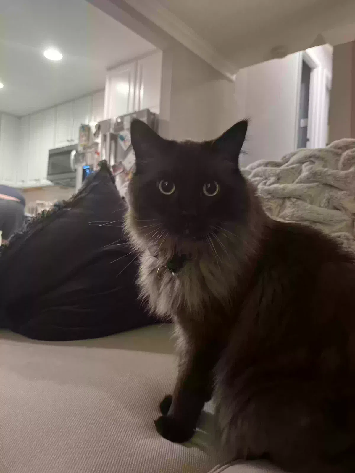 Lost cat in Charlotte, NC, 28211