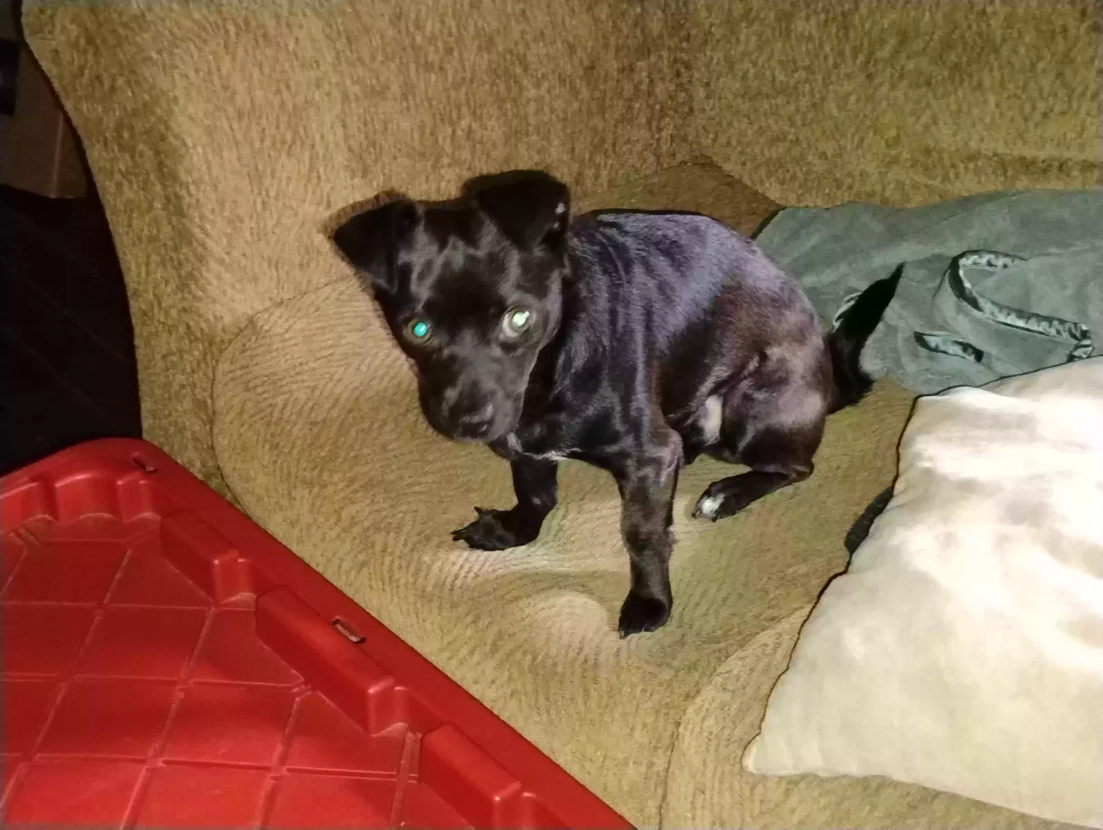 Lost dog in Houston, TX, 77008
