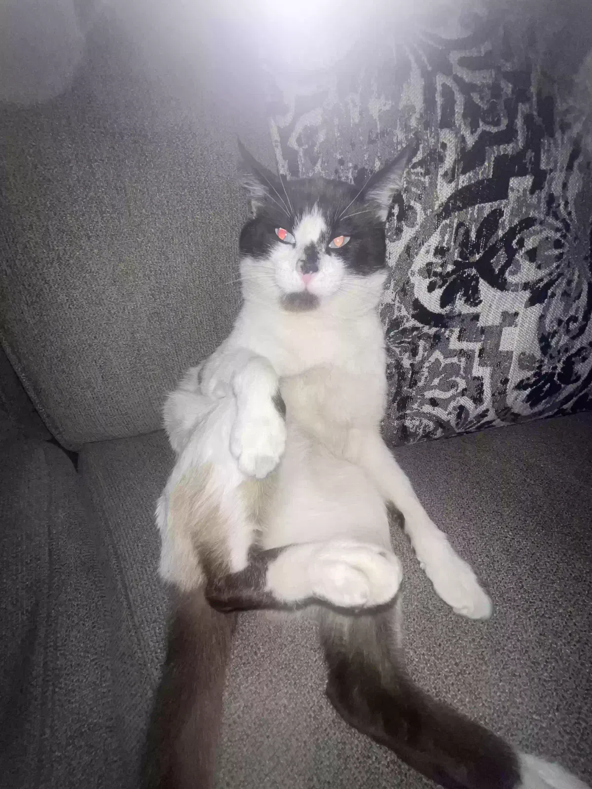 Lost cat in Pittsburg, CA, 94565