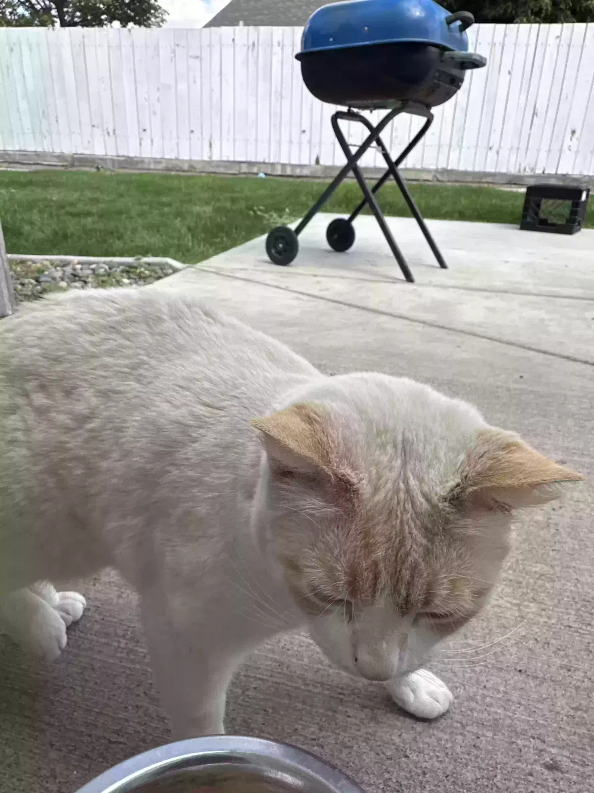 Lost cat in Pasco, WA, 99301