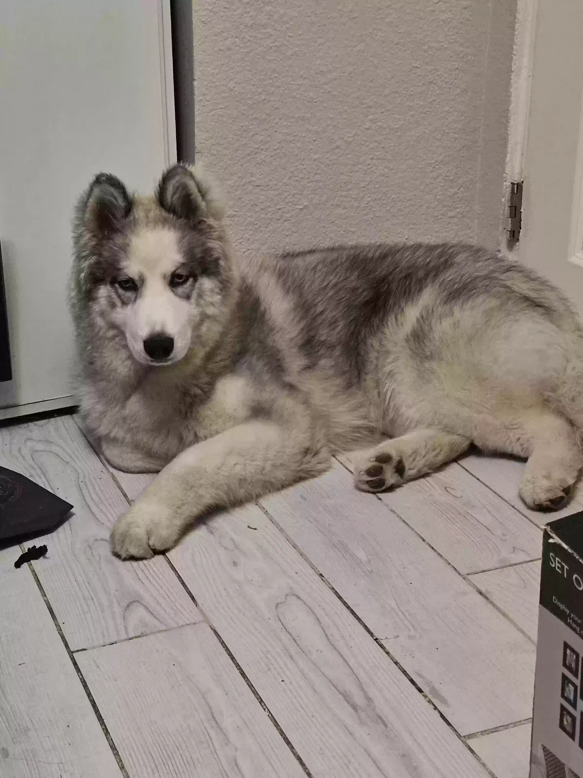 Lost dog in Desert Hot Springs, CA, 92240