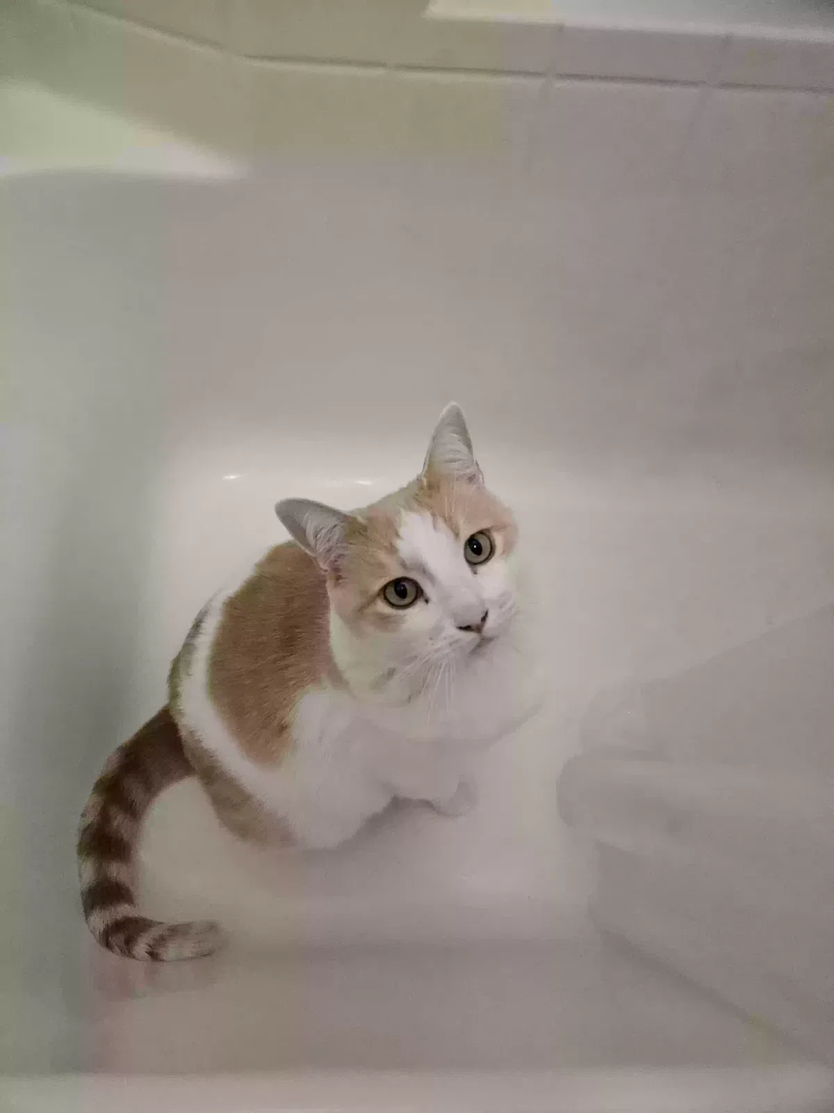Lost cat in Murrieta, CA, 92563