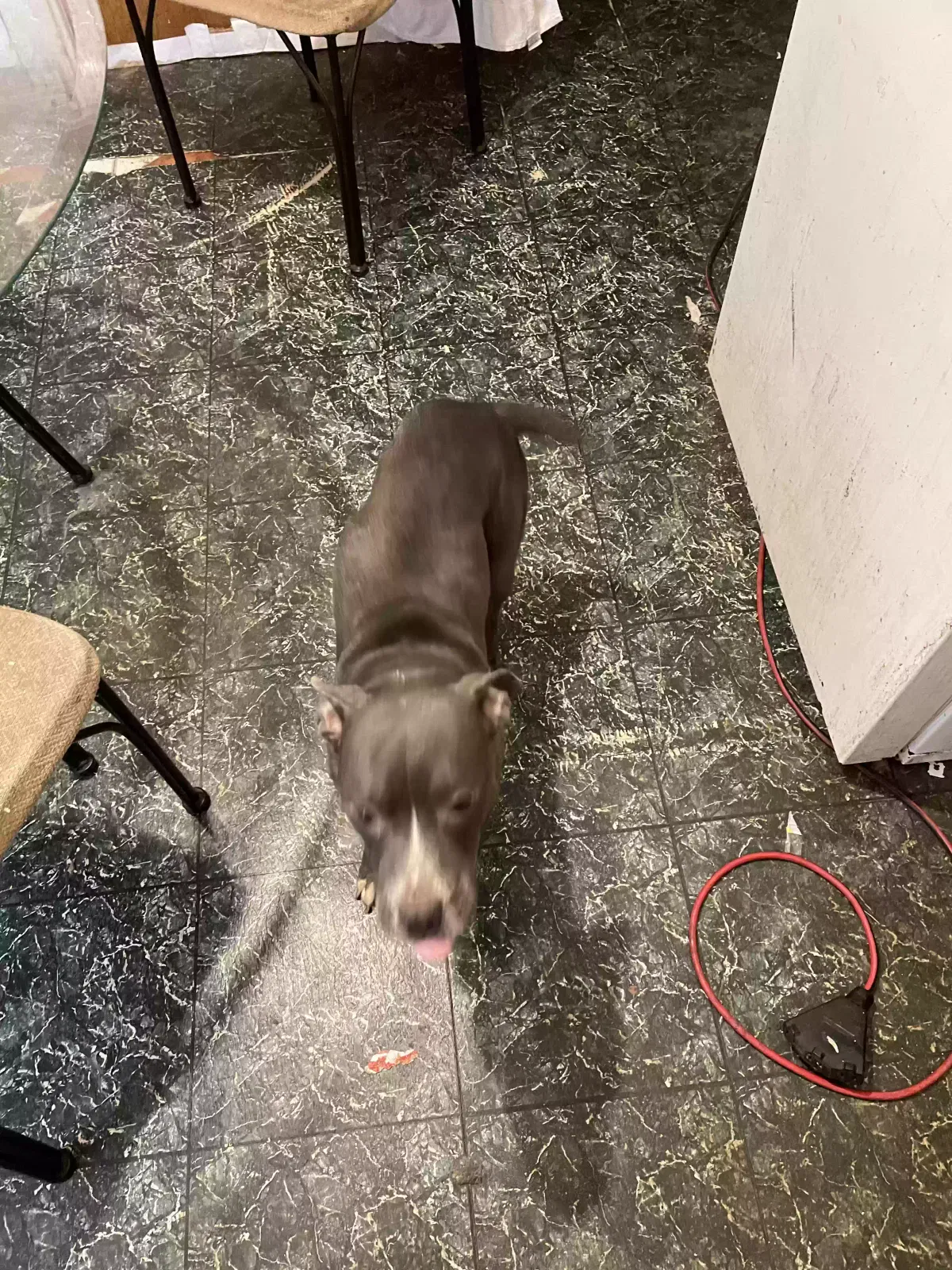 Lost dog in Saint Louis, MO, 63115