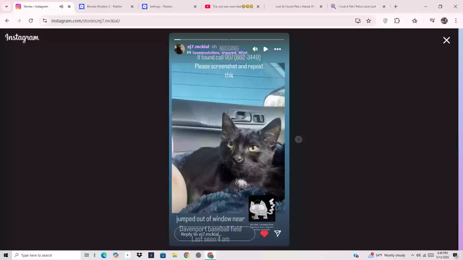 Lost cat in Anchorage, AK, 99508