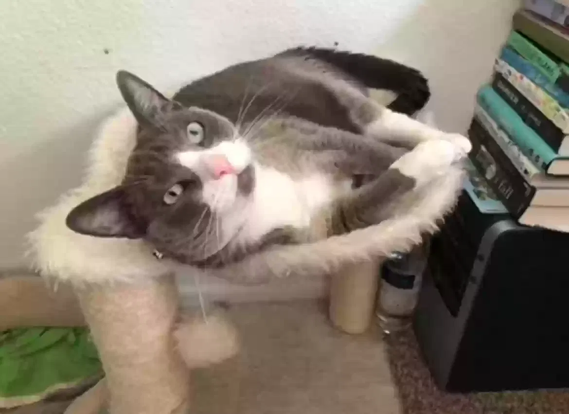 Lost cat in Rio Linda, CA, 95673