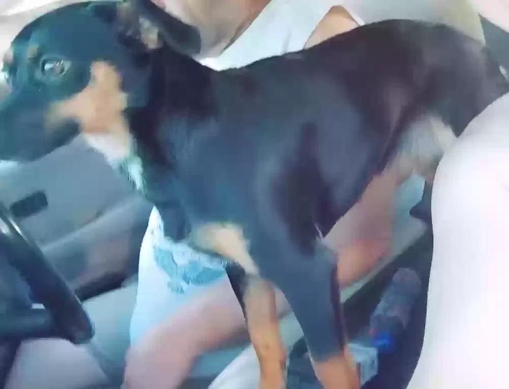 Lost dog in Richwoods, MO, 63071