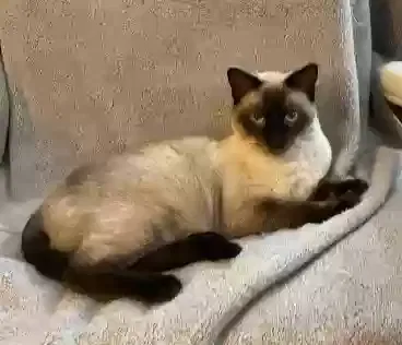 Lost cat in Yonkers, NY, 10705