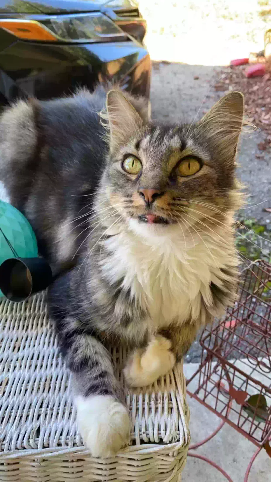 Lost cat in Dalton, GA, 30721