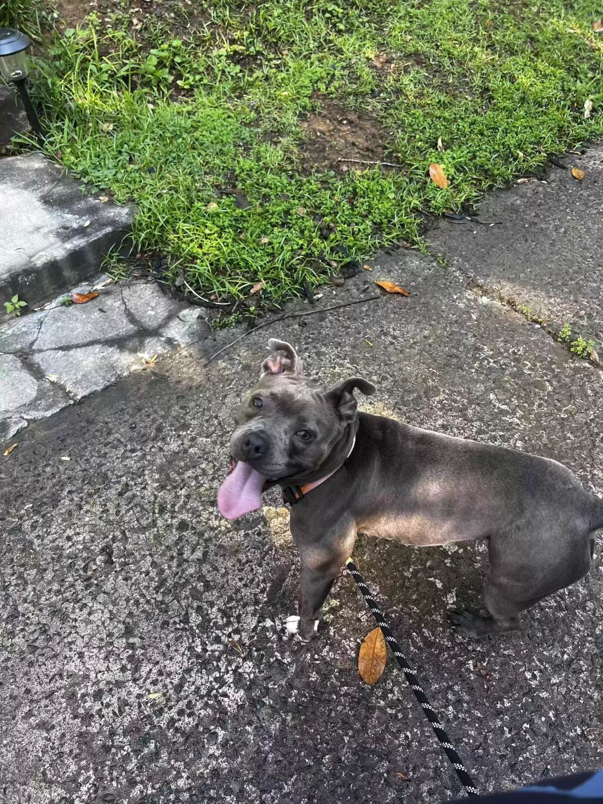 Found dog in Marietta, GA, 30066