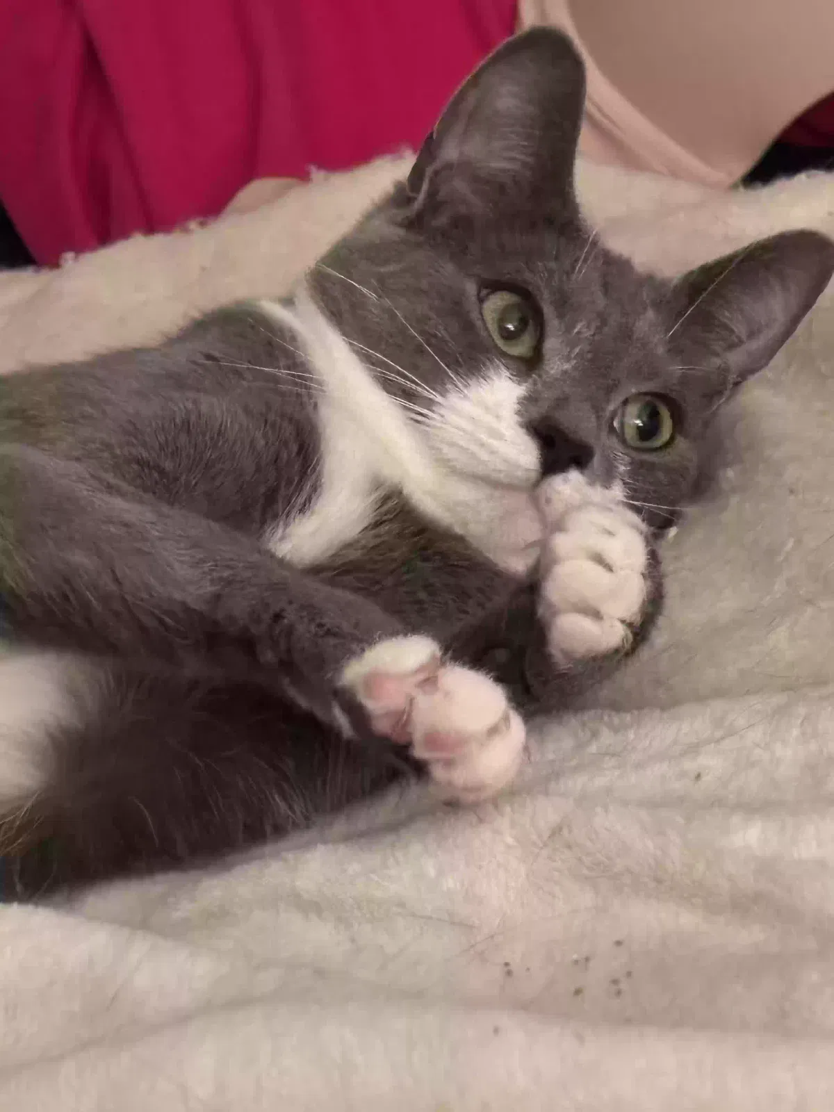 Lost cat in Indian Trail, NC, 28079