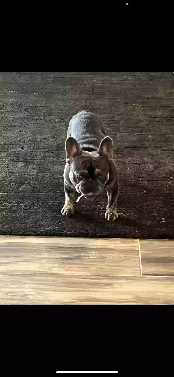 Lost dog in Cocoa, FL, 32927