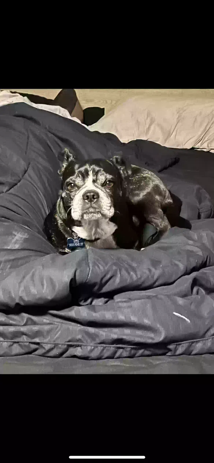 Lost dog in Cocoa, FL, 32927
